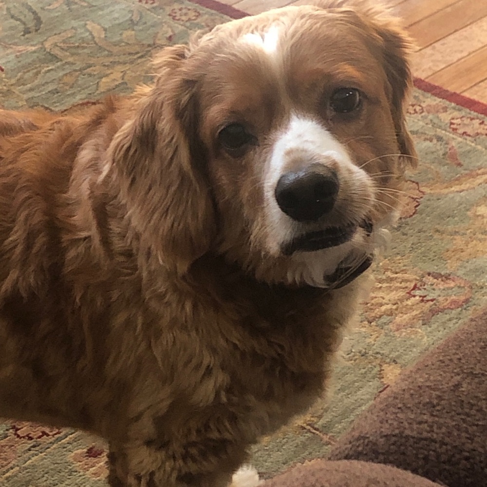 Meet your Posher, Alexis